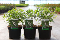 Vitex agnus-castus 'Albus'