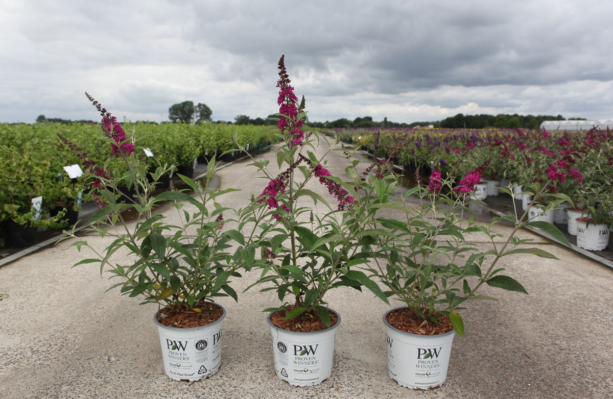 Buddleja davidii Proven Winners© 'Miss Ruby' (PBR)