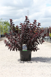 Physocarpus opulifolius ALL BLACK (PBR)