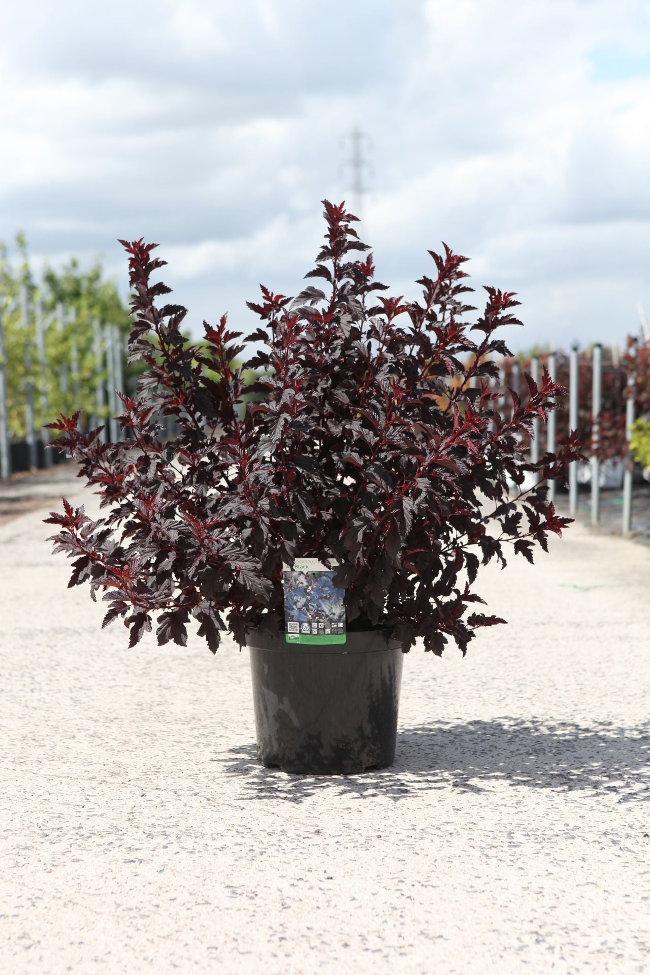 Physocarpus opulifolius ALL BLACK (PBR)