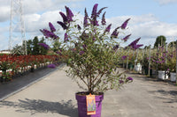 Buddleja davidii First Editions© 'Psychedelic Sky'