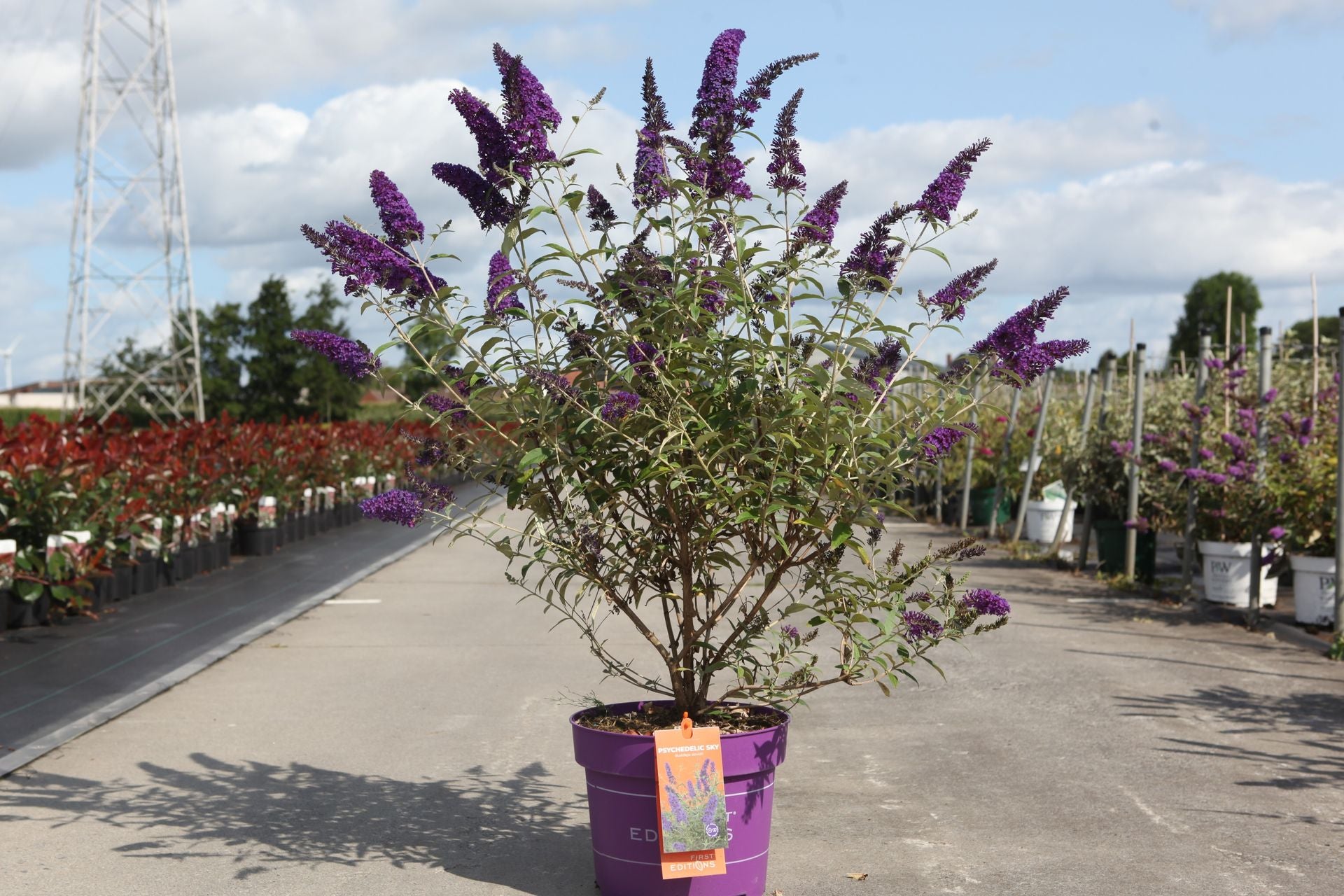 Buddleja davidii First Editions© 'Psychedelic Sky'