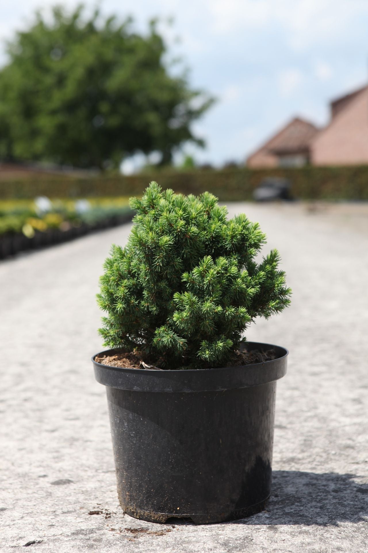Picea glauca 'Alberta Globe'
