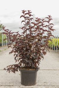 Physocarpus opulifolius PANTHER (PBR)