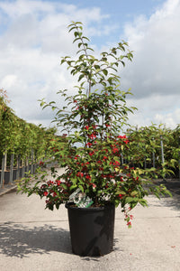 Viburnum plicatum KILIMANDJARO SUNRISE (PBR)