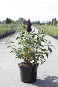 Buddleja davidii First Editions© 'Groovy Grape'