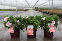 Three potted plants with pink flowers in a greenhouse setting