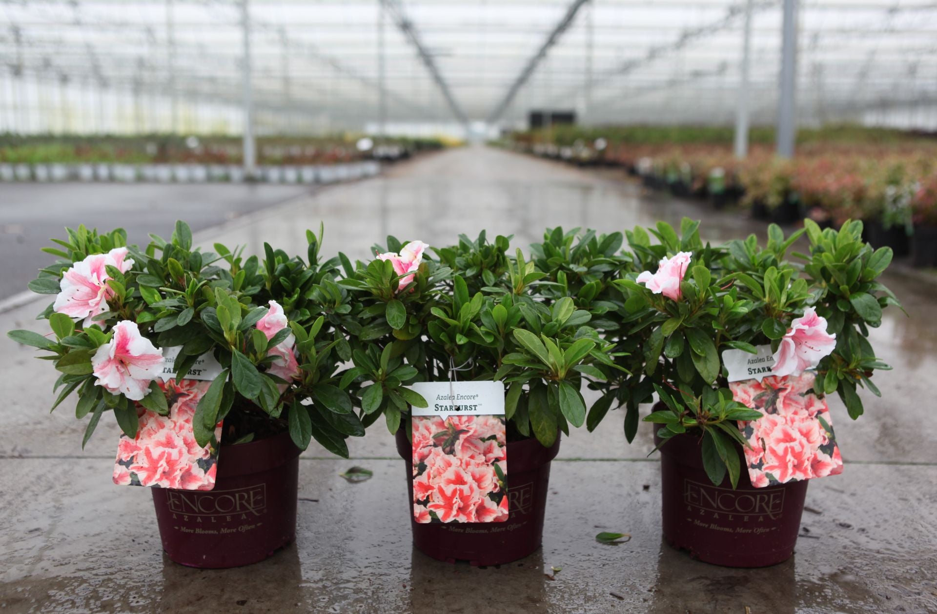 Azalea japonica Encore© AUTUMN STARBURST