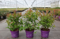 Itea virginica First Editions© LOVE CHILD