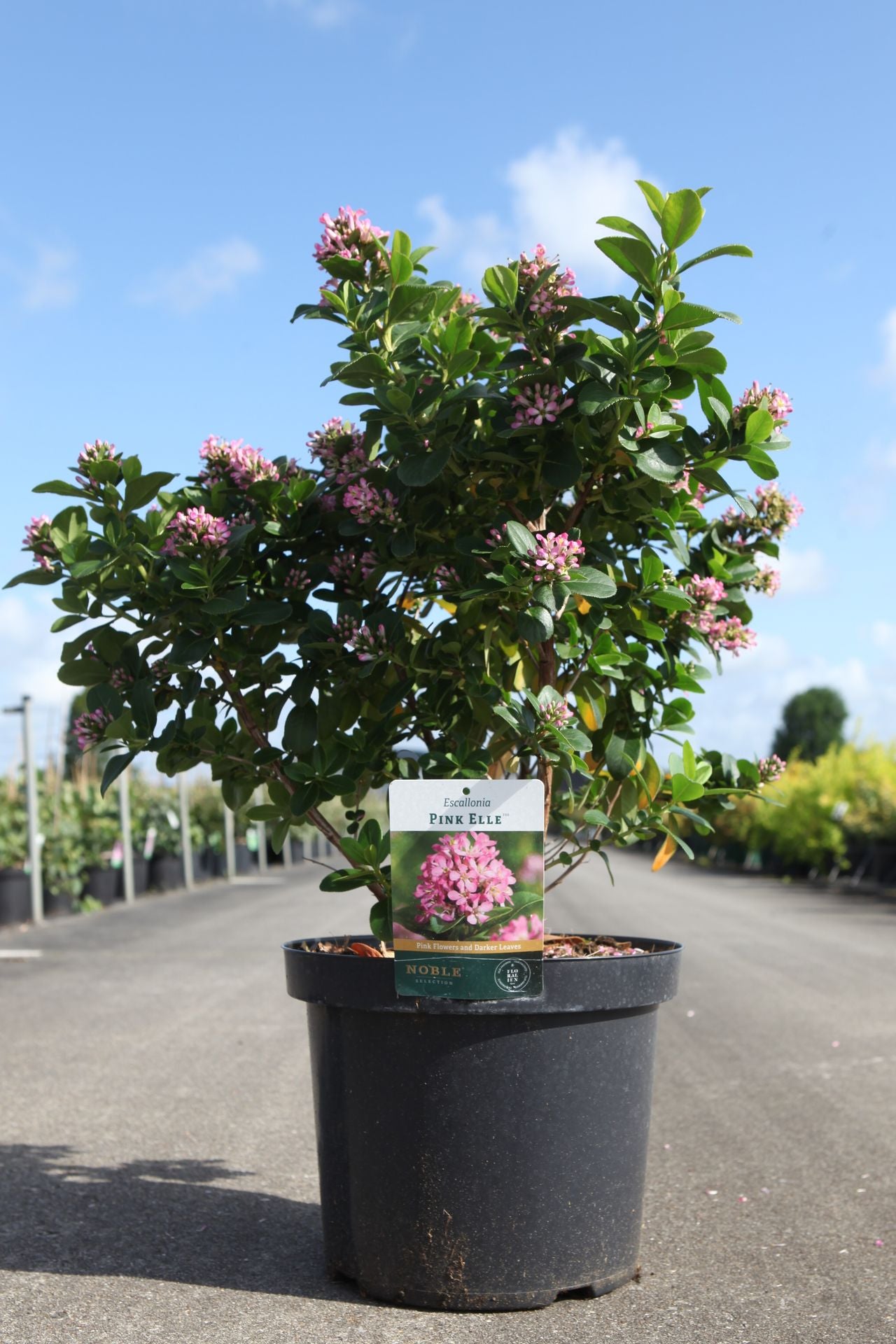 Escallonia PINK ELLE (PBR)
