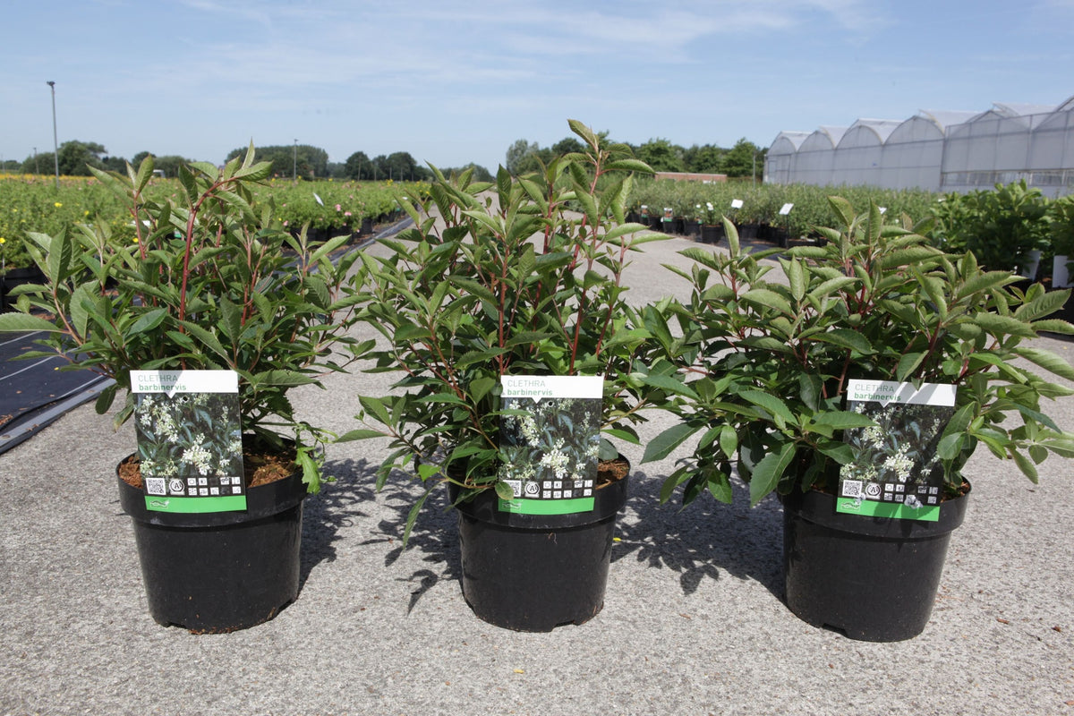 Clethra barbinervis