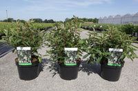 Clethra barbinervis