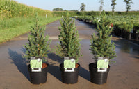 Picea glauca 'December (Conica)' (PBR)