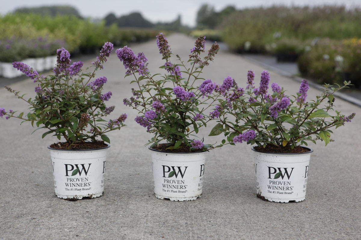 Buddleja davidii Proven Winners© PURPLE CHIP (PBR)