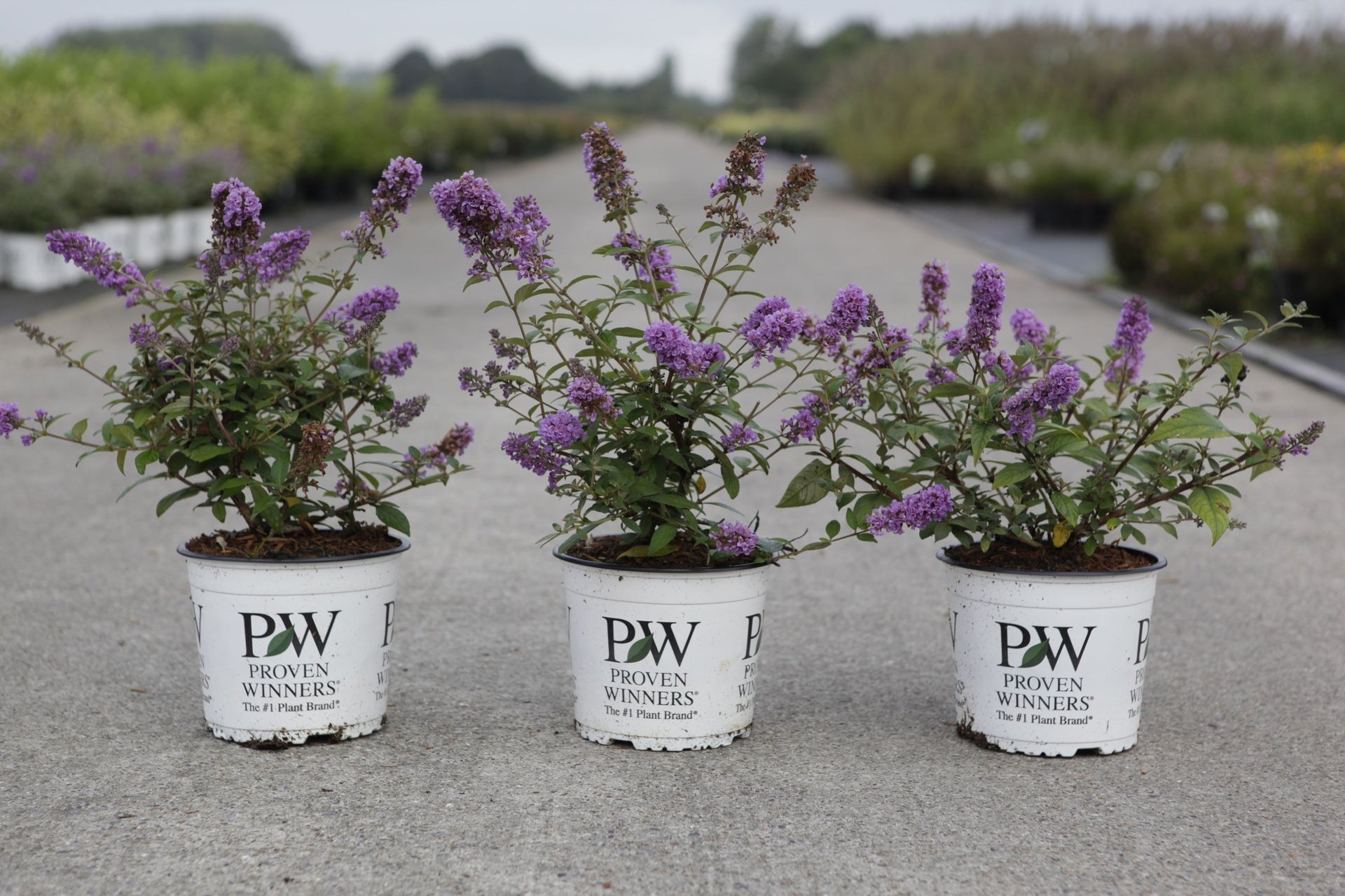 Buddleja davidii Proven Winners© PURPLE CHIP (PBR)