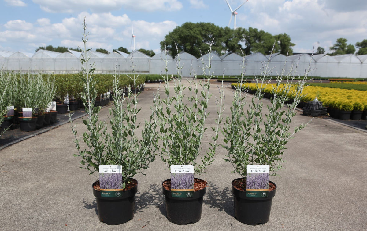 Perovskia atriplicifolia 'Little Spire'