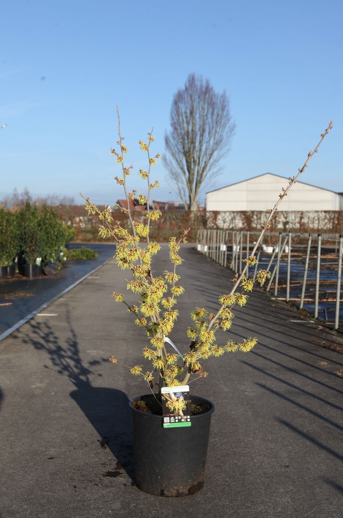 Hamamelis intermedia 'Pallida'
