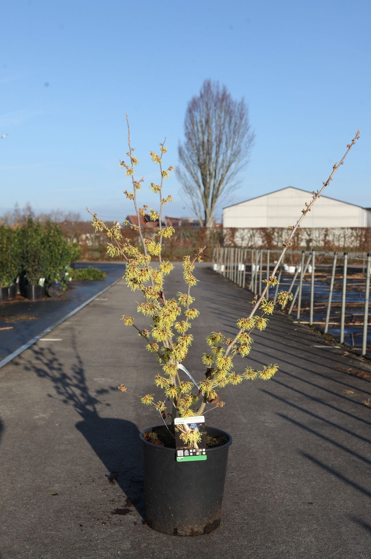 Hamamelis intermedia 'Pallida'
