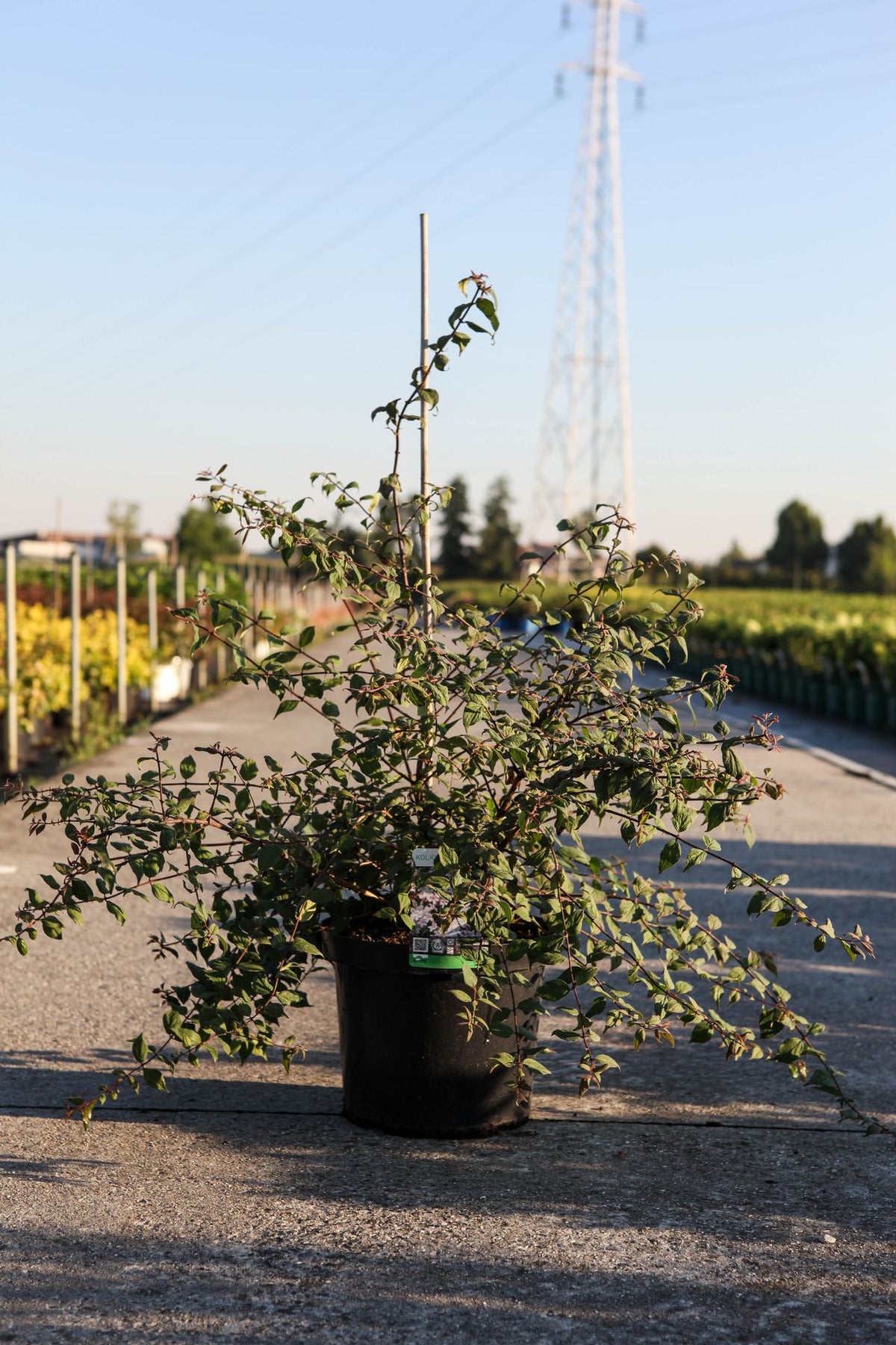 Kolkwitzia amabilis