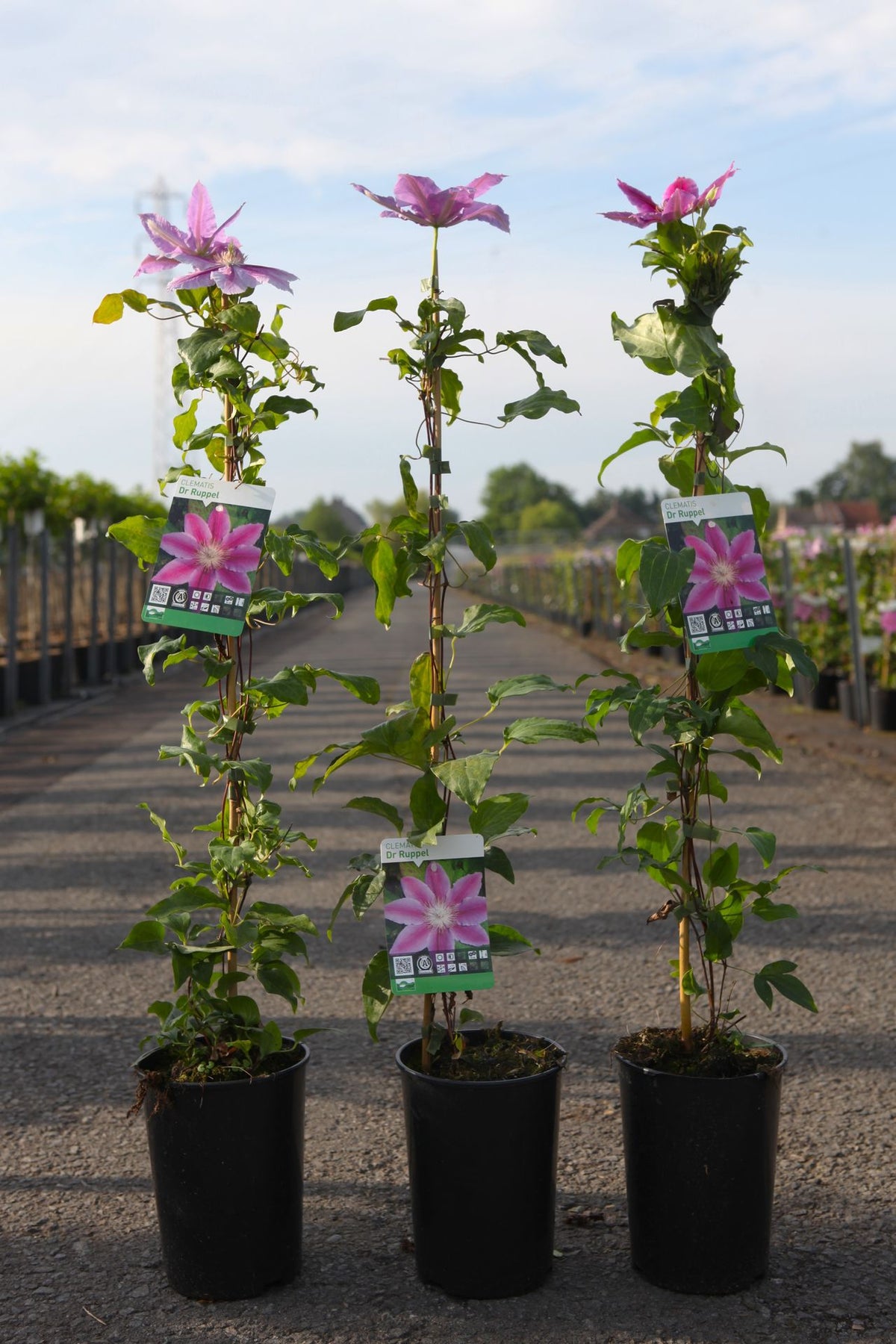 Clematis 'Dr Ruppel'