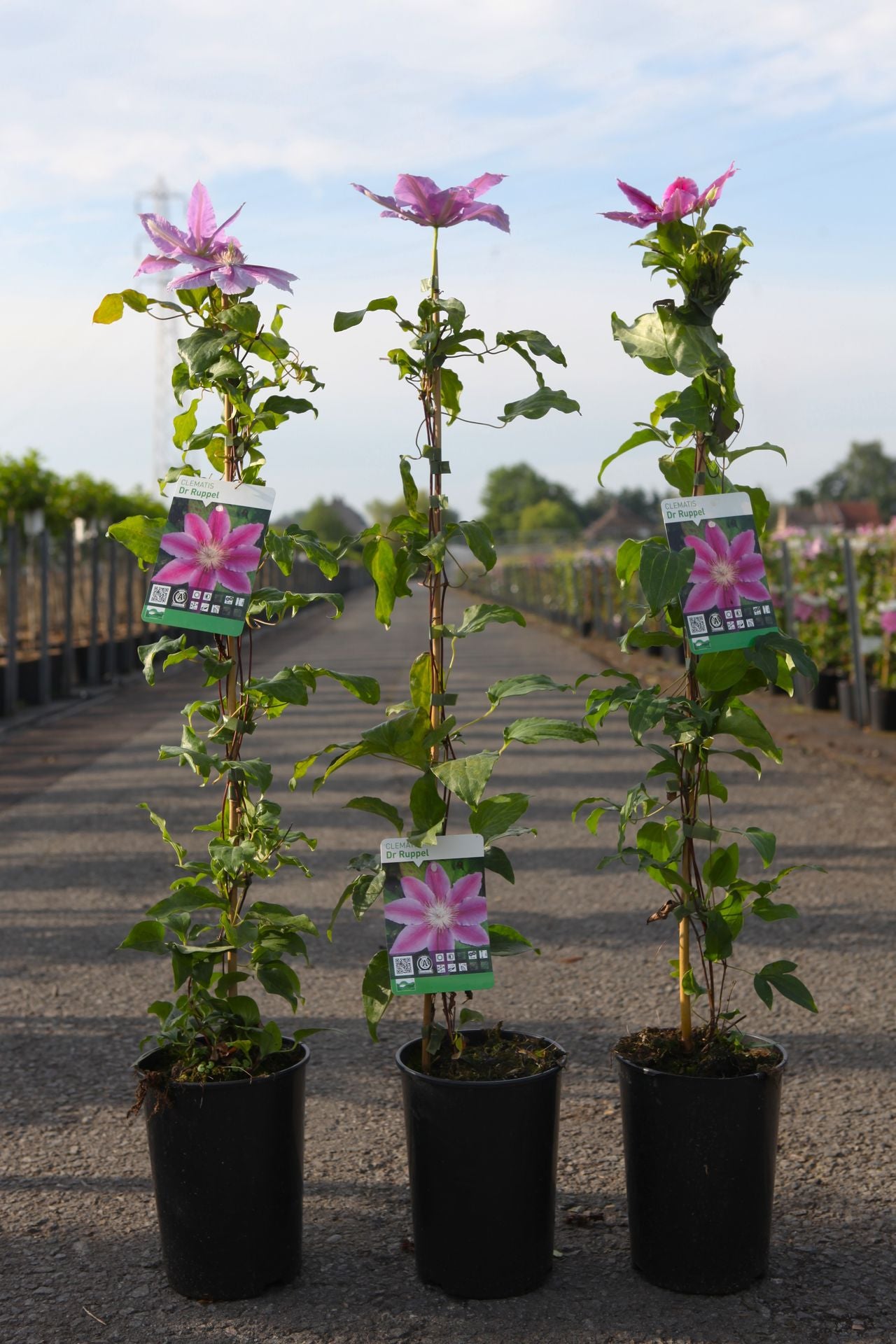 Clematis 'Dr Ruppel'