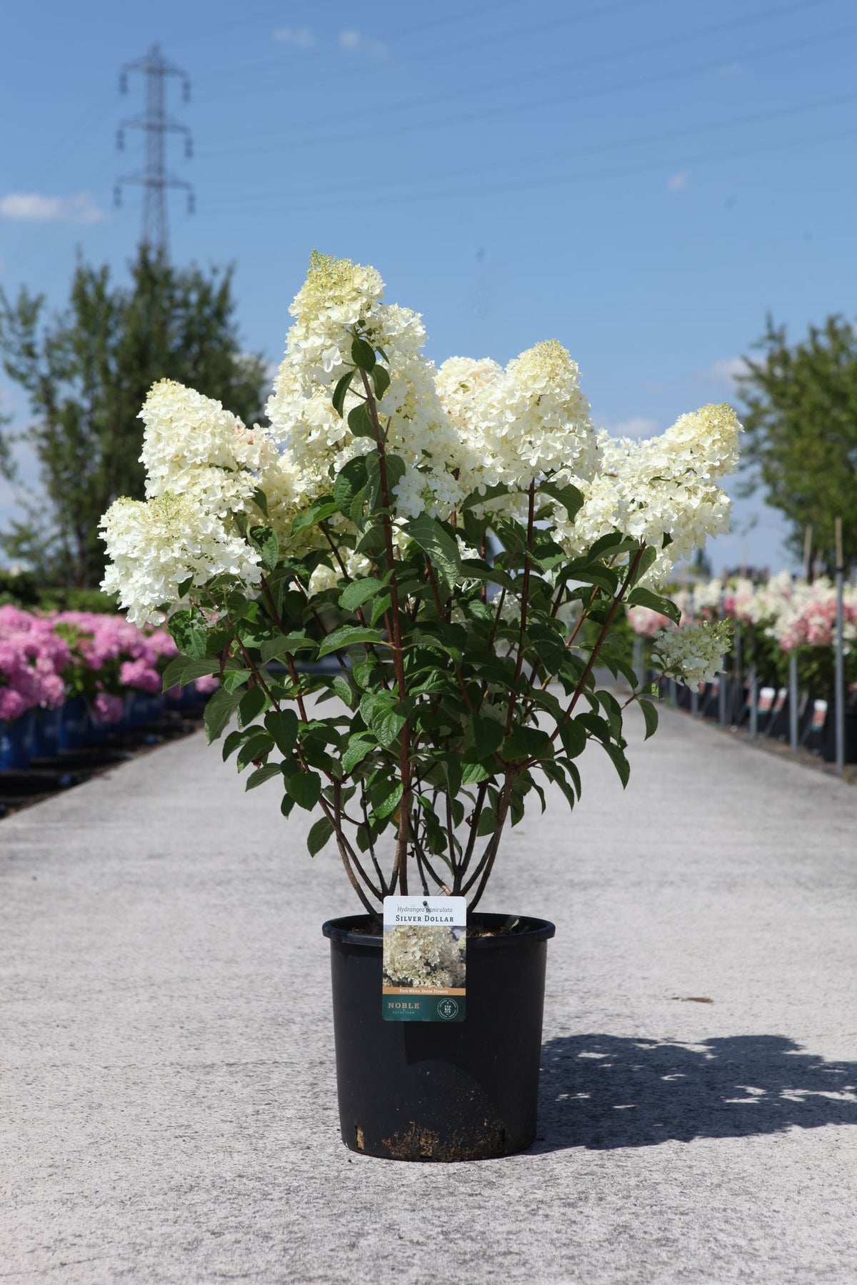 Hydrangea paniculata ‘Silver Dollar’ in pot with large creamy white flower heads, compact panicle hydrangea for bright garden borders