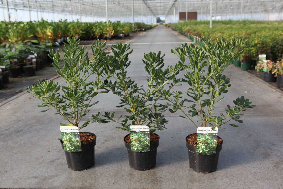 Pittosporum tobira