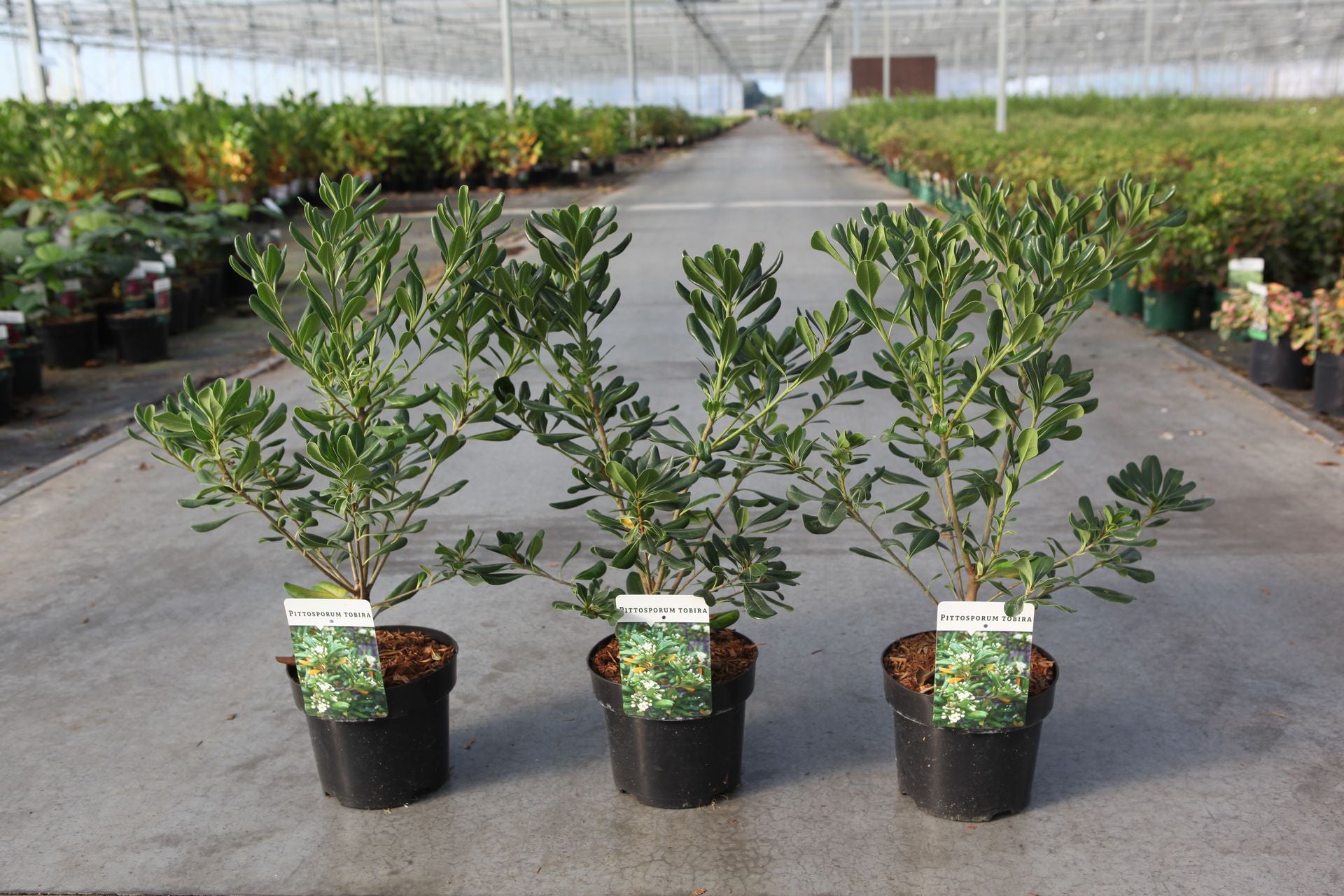 Pittosporum tobira