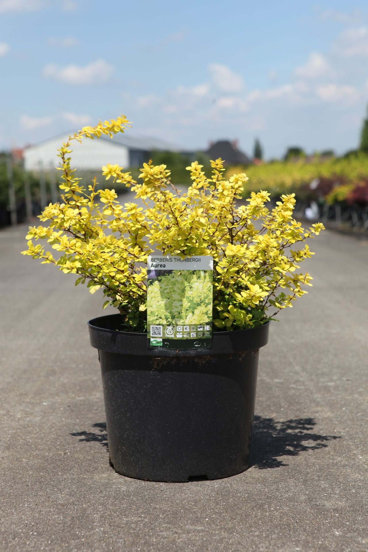 Berberis thunbergii 'Aurea'