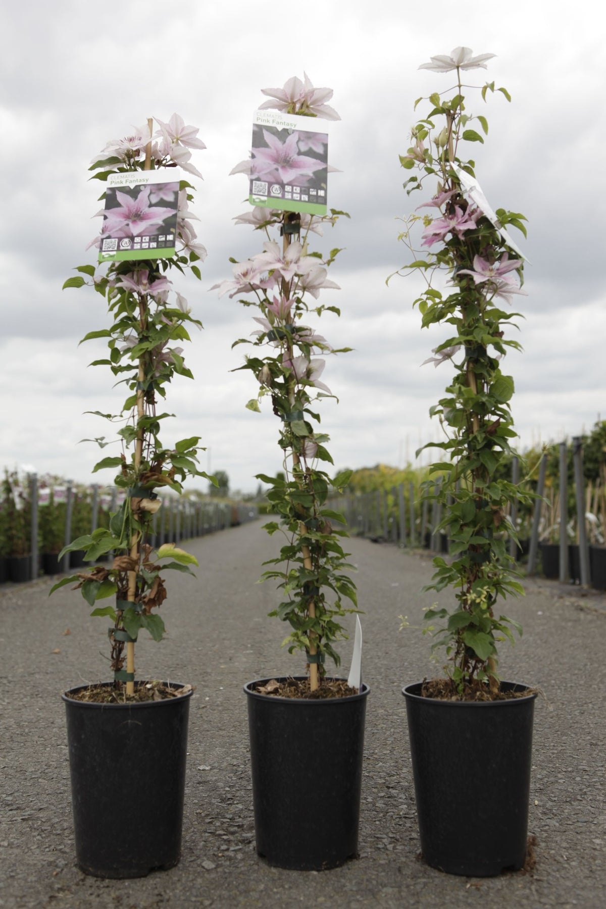 Clematis 'Pink Fantasy'