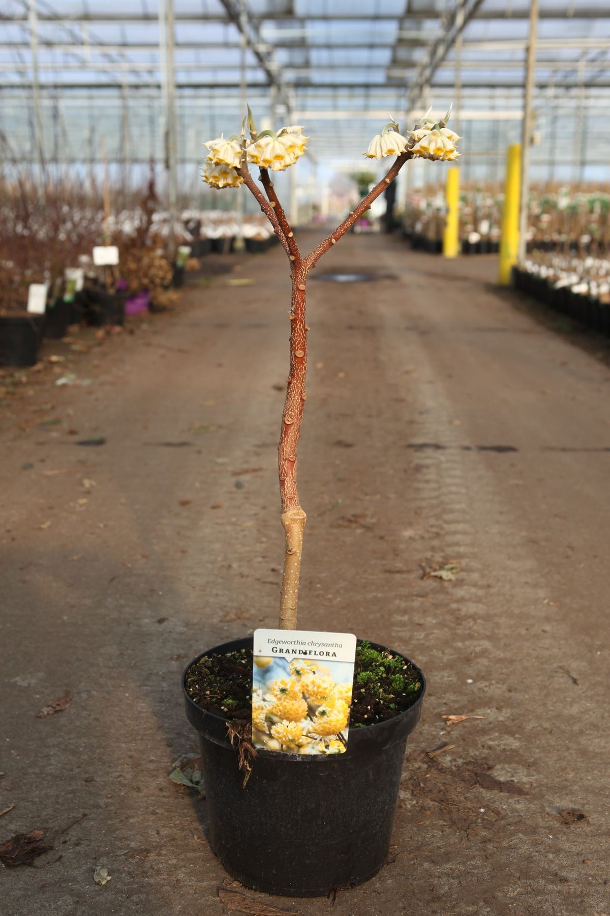 Edgeworthia chrysantha 'Grandiflora'