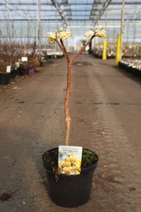 Edgeworthia chrysantha 'Grandiflora'