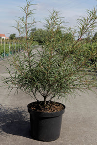 Frangula alnus 'Aspleniifolia'