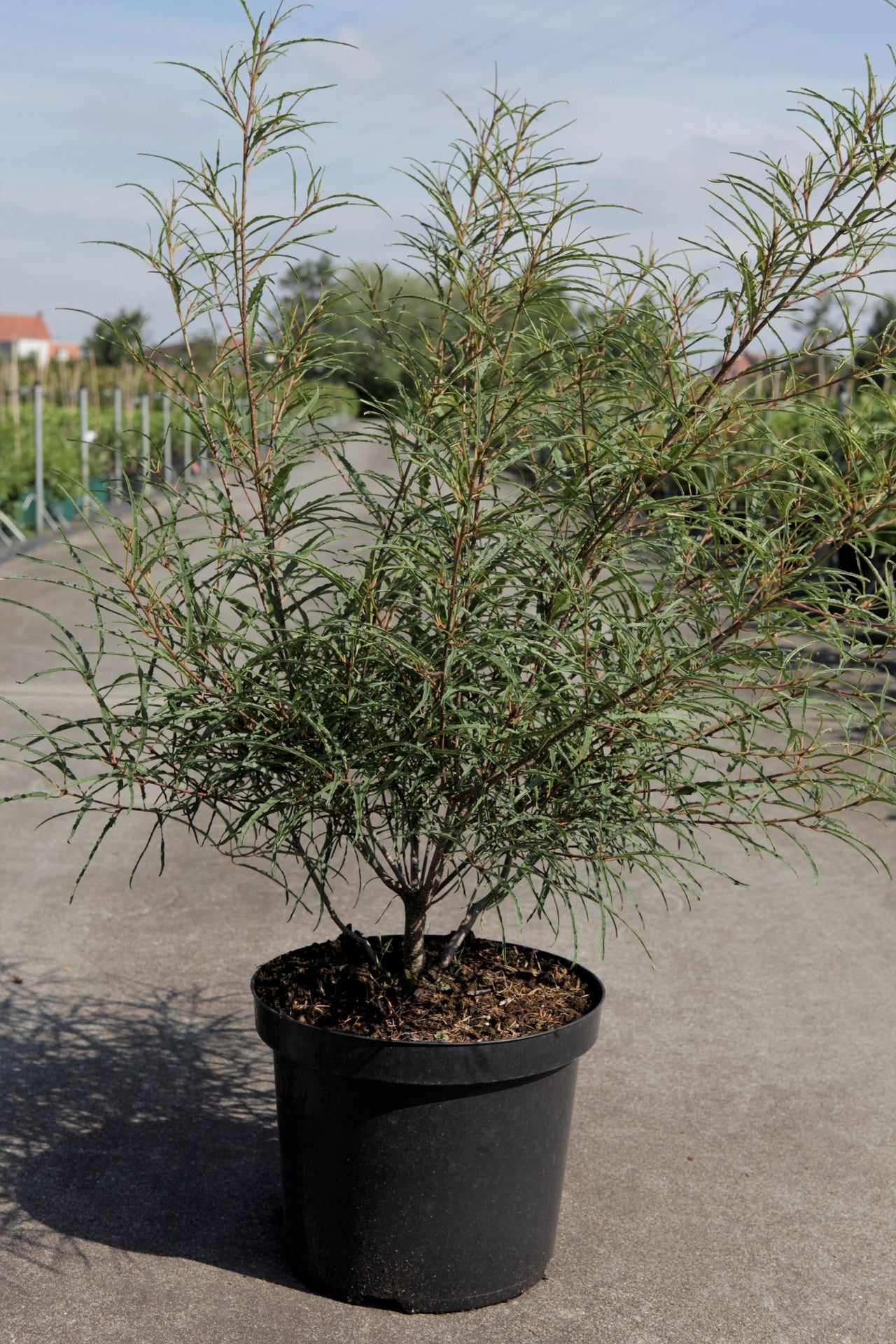 Frangula alnus 'Aspleniifolia'