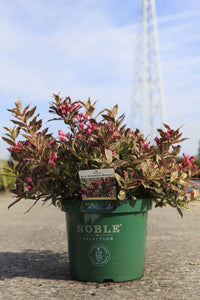 Weigela ALL SUMMER© MONET (PBR)
