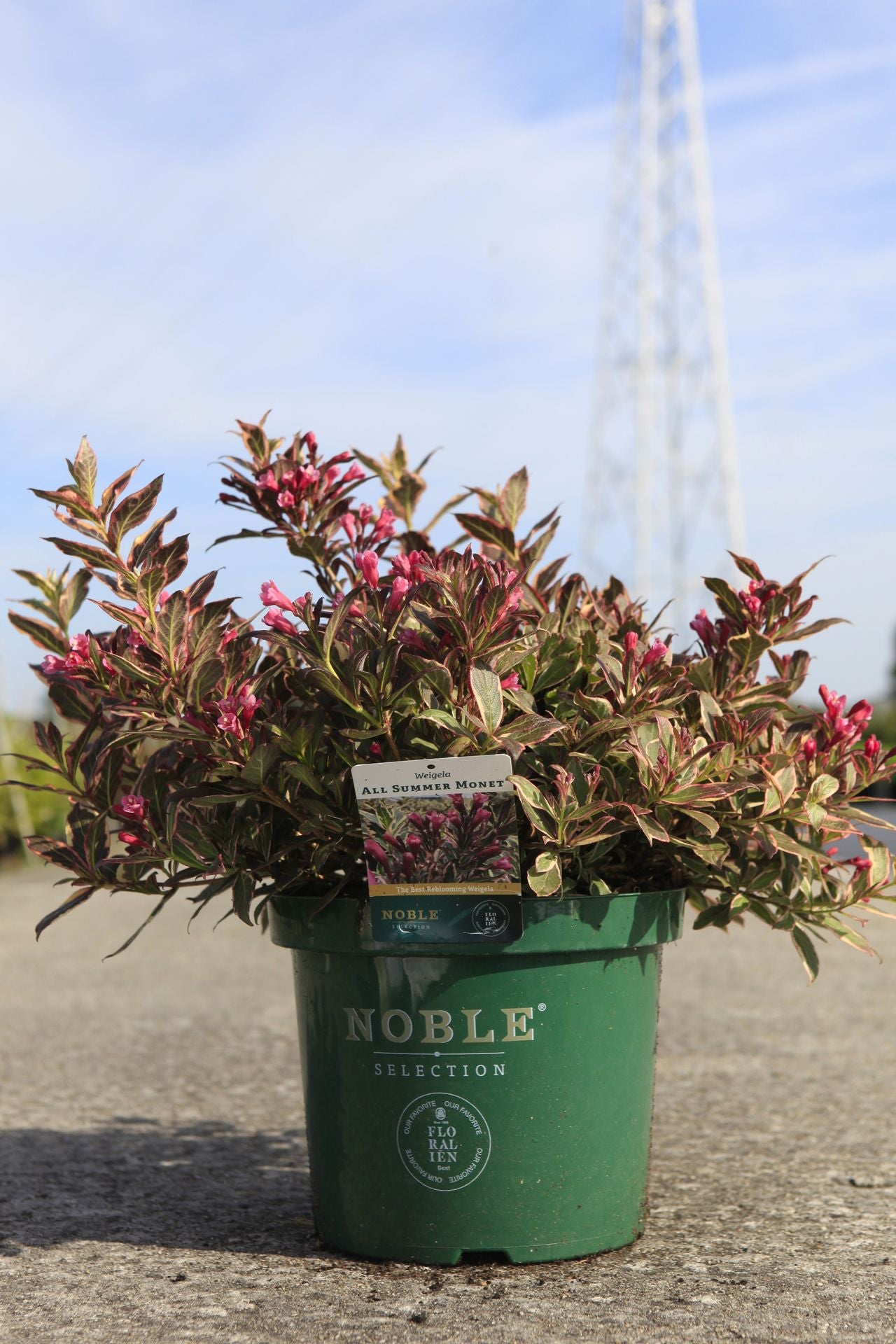 Weigela ALL SUMMER© MONET (PBR)