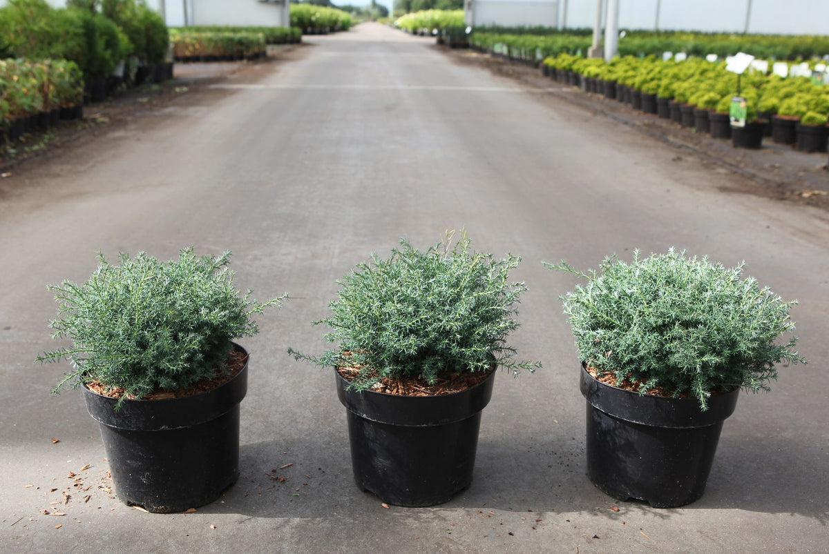 Chamaecyparis pisifera 'Cumulus'