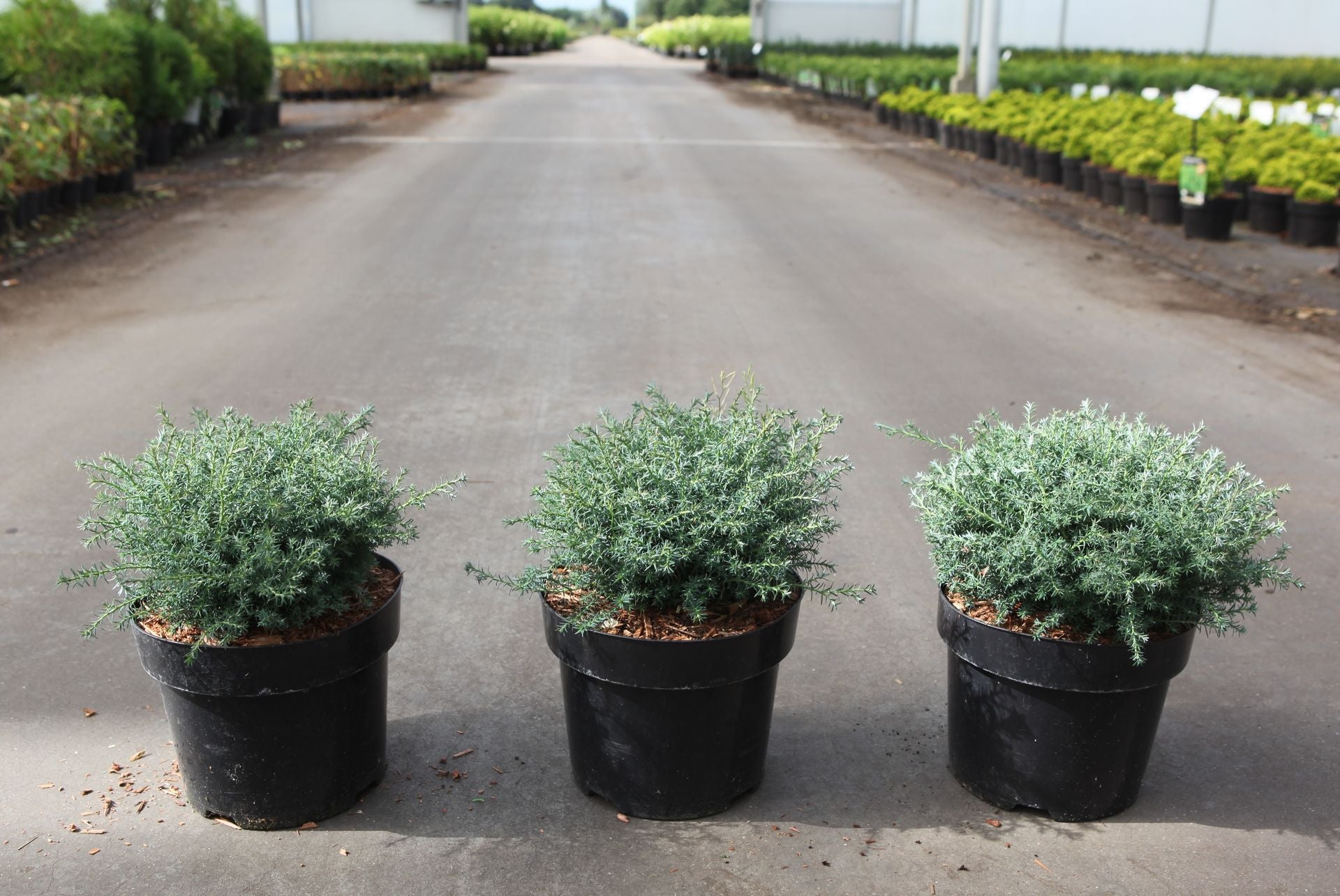 Chamaecyparis pisifera 'Cumulus'