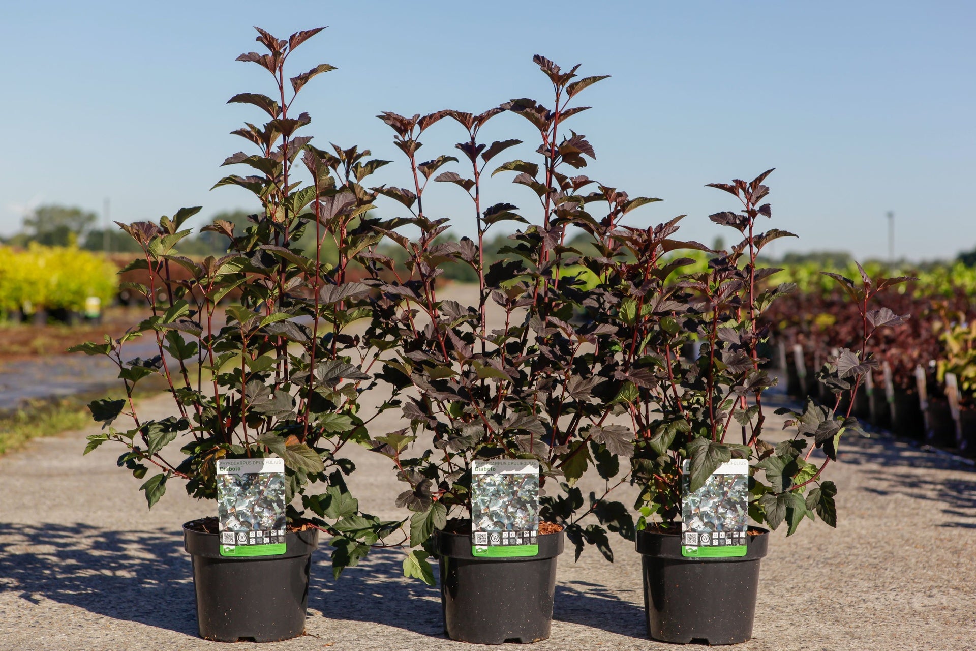 Physocarpus opulifolius 'Diabolo' (PBR)