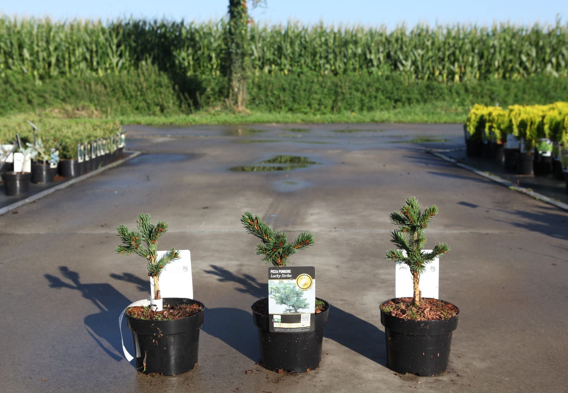 Picea pungens 'Lucky Strike'