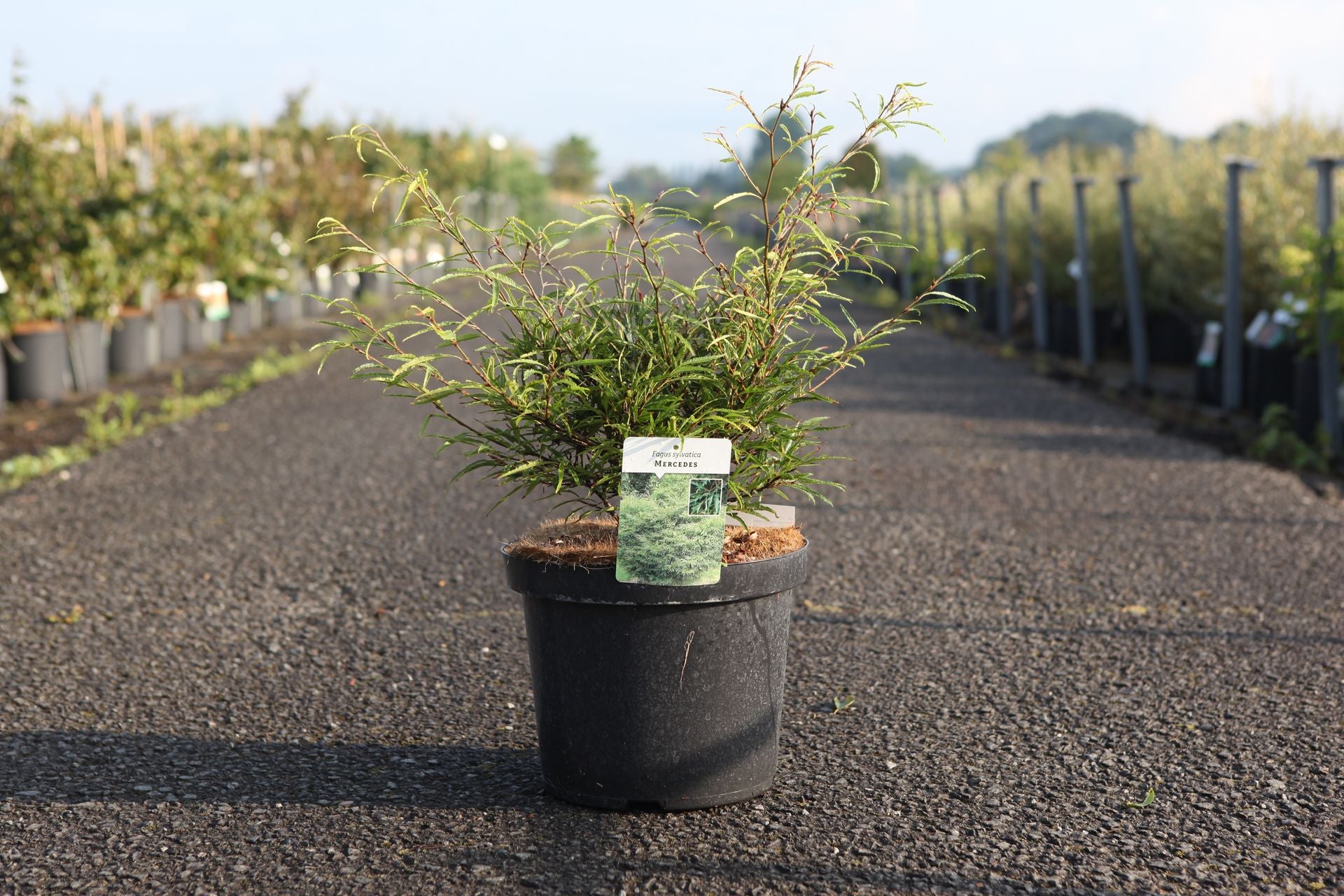 Fagus sylvatica 'Mercedes'