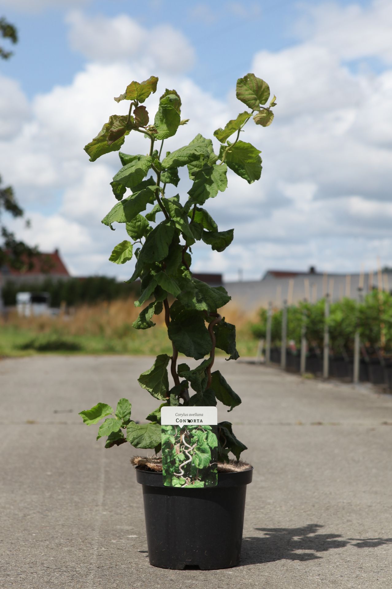 Corylus avellana 'Contorta'