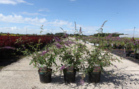Buddleja ARGUS© VELVET (PBR)
