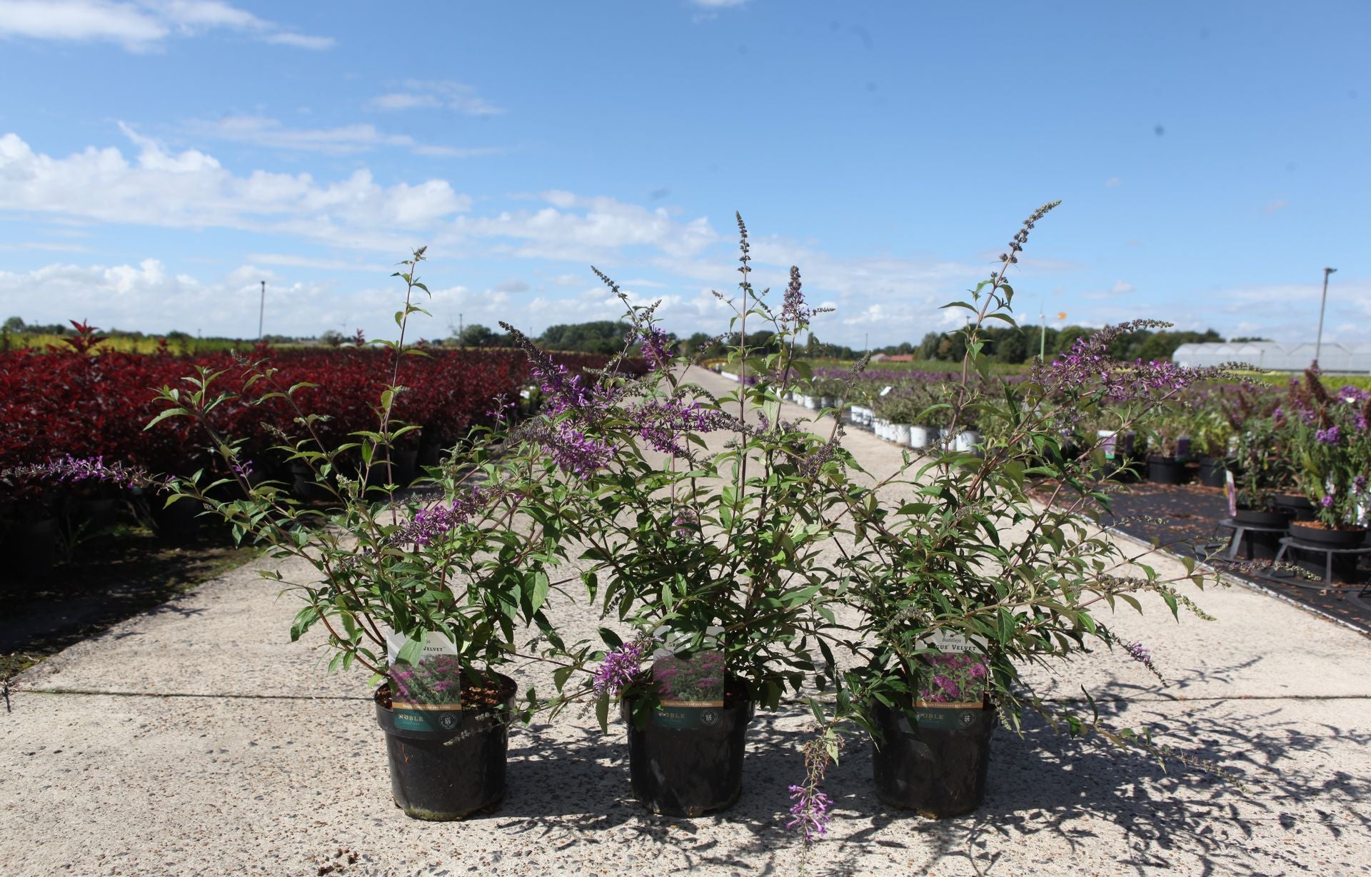 Buddleja ARGUS© VELVET (PBR)