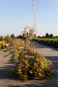 Kolkwitzia amabilis 'Maradco'