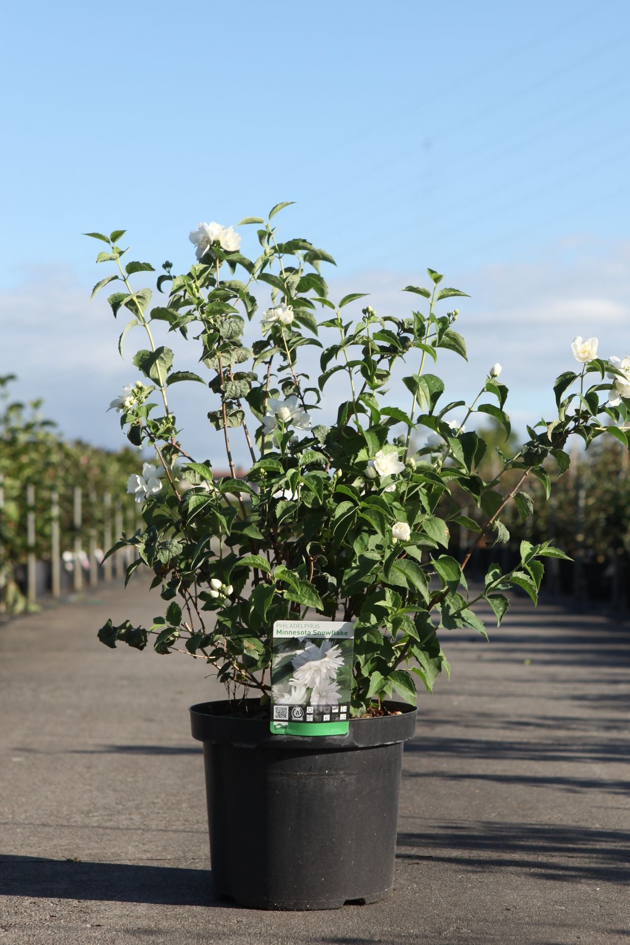 Philadelphus 'Minnesota Snowflake'