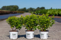 Physocarpus opulifolius Proven Winners© TINY WINE GOLD (PBR)