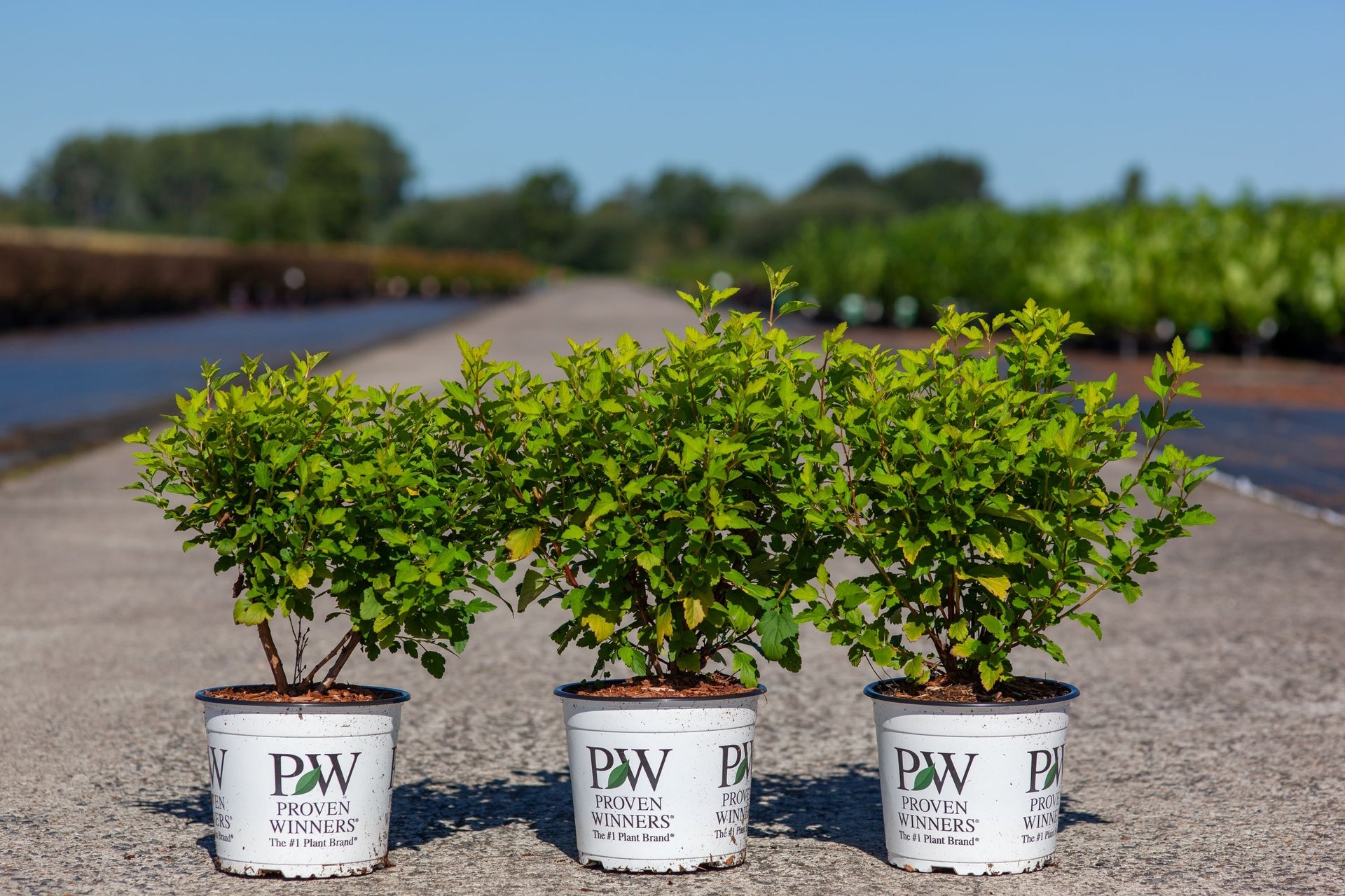 Physocarpus opulifolius Proven Winners© TINY WINE GOLD (PBR)