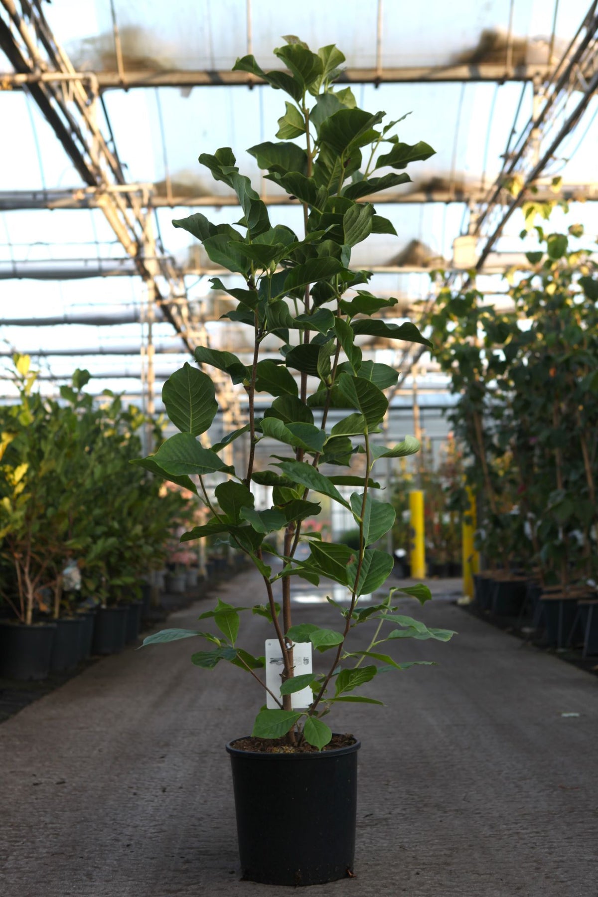 Magnolia 'Satisfaction'
