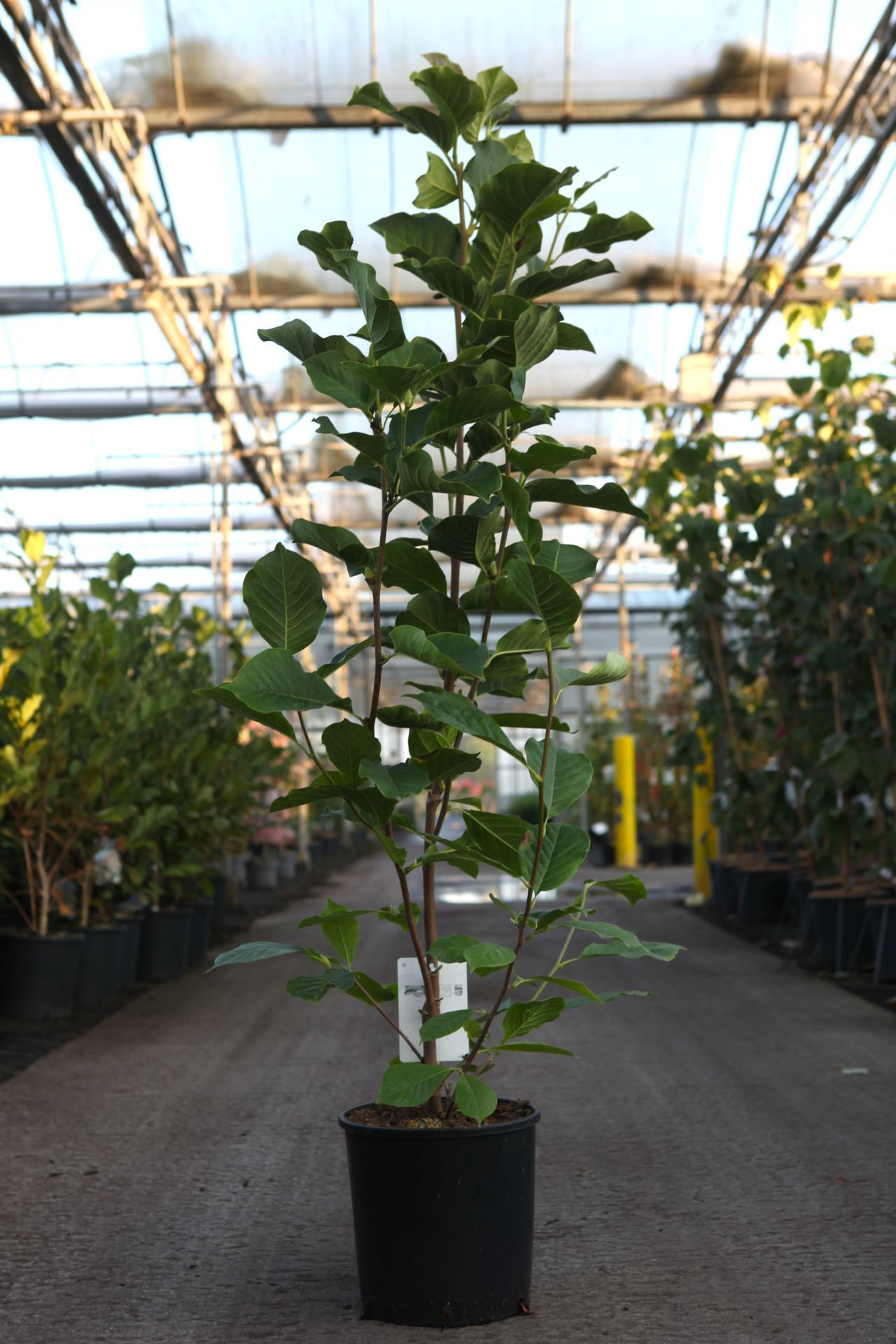 Magnolia 'Satisfaction'